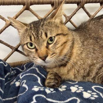 Domestic Short Hair Cats Available for Adoption in Houston, Texas - Nugget | PetCurious