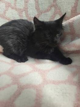 Chingus -  Domestic Long Hair Cat for Adoption in Covington, Louisiana - Chingus | PetCurious