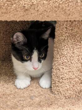 Bobby -  Domestic Short Hair Cat for Adoption in Cape May, New Jersey - Bobby | PetCurious