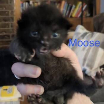 Domestic Short Hair Cats Available for Adoption in Spring Hill, Kansas - Moose | PetCurious