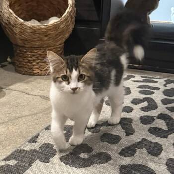 Sushi AKA Cosmo -  Domestic Short Hair Cat Available for Adoption - Sushi AKA Cosmo | PetCurious