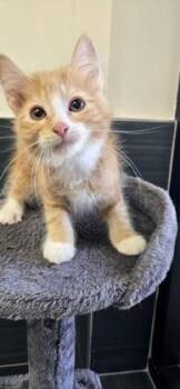 Florian -  Domestic Short Hair Cat for Adoption in Daphne, Alabama - Florian | PetCurious