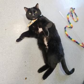 Bear -  Domestic Short Hair Cat for Adoption in Lakewood, Colorado - Bear | PetCurious
