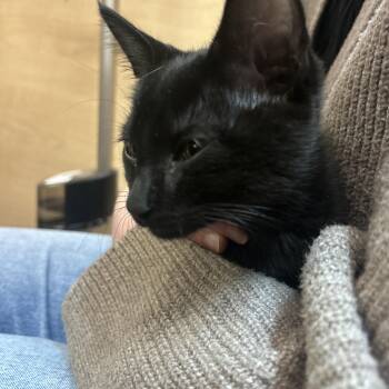 Domestic Short Hair Cats Available for Adoption in Worcester, Massachusetts - Remy & Wren | PetCurious