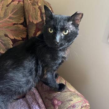 Ranger -  Domestic Short Hair Cat for Adoption in Overland Park, Kansas - Ranger | PetCurious