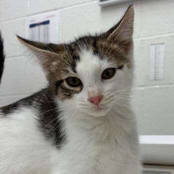 Azazel -  Domestic Short Hair Cat for Adoption in Corpus Christi, Texas - Azazel | PetCurious