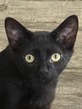 Domestic Short Hair Cats Available for Adoption - Mini | PetCurious