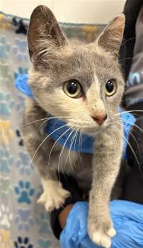 Domestic Short Hair Cats Available for Adoption in Rosenberg, Texas - BELLA | PetCurious