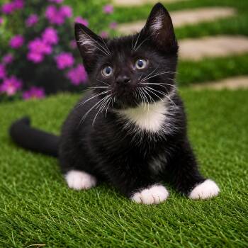 Francis -  Tuxedo Cat Available for Adoption in Charlotte, North Carolina - Francis | PetCurious