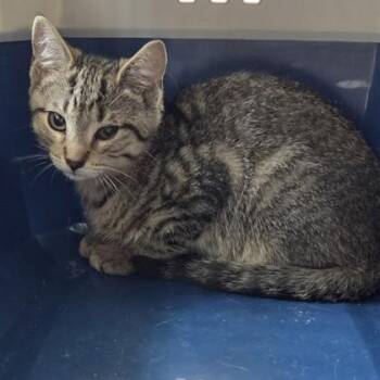 Aladdin -  Domestic Short Hair Cat for Adoption in Voorhees Township, New Jersey - Aladdin | PetCurious
