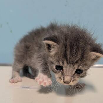 Naxos -  Domestic Short Hair Cat for Adoption in Jefferson City, Tennessee - Naxos | PetCurious