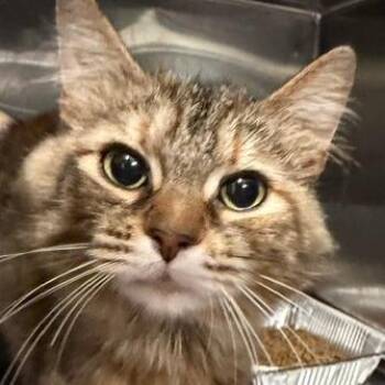 Molly 2 -  Domestic Medium Hair Cat Available for Adoption in Cumming, Georgia - Molly 2 | PetCurious