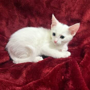 Toronto -  Domestic Short Hair Cat for Adoption in Brea, California - Toronto | PetCurious