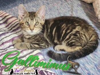 Rescue Domestic Short Hair Cats for Adoption in Ottawa Hills, Ohio - Gallimimus | PetCurious