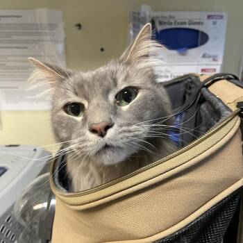 Domestic Medium Hair Cats Available for Adoption - Jack | PetCurious