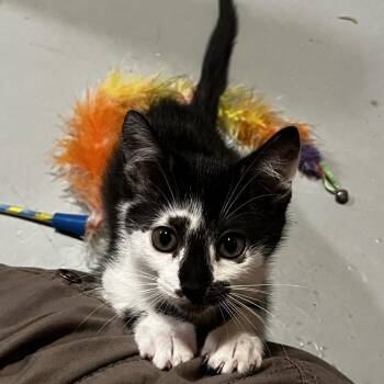 Nugget -  Domestic Short Hair Cat for Adoption in Kennebunk, Maine - Nugget | PetCurious