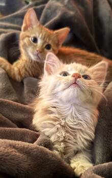 Floofy -  Domestic Long Hair Cat for Adoption in Holly Springs, Georgia - Floofy | PetCurious