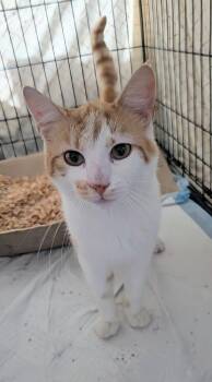 Buddy -  Domestic Short Hair Cat for Adoption in Louisa, Virginia - Buddy | PetCurious