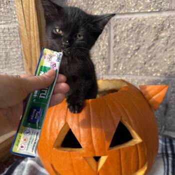 Aspen -  Domestic Short Hair Cat for Adoption in Oconto, Wisconsin - Aspen | PetCurious