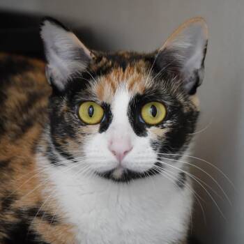 Rescue Calico Cats for Adoption in Dallas, Texas - Kelly | PetCurious