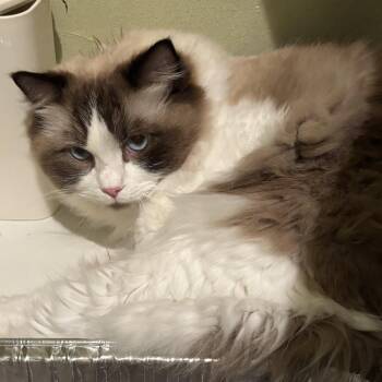 Chairman (of the Board) -  Ragdoll Cat for Adoption in West Palm Beach, Florida - Chairman (of The Board) | PetCurious