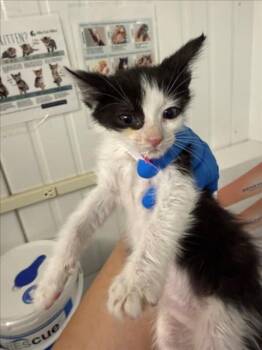 A228530 -  Domestic Short Hair Cat for Adoption in Woodland, California - A228530 | PetCurious
