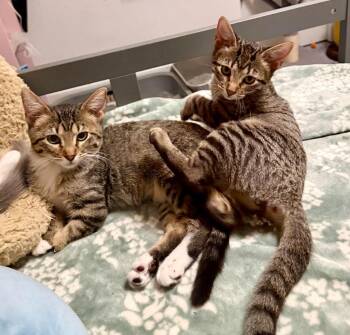 Rose -  Domestic Short Hair Cat for Adoption in Millcreek, Utah - Rose | PetCurious