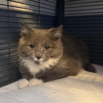 Domestic Short Hair Cats Available for Adoption - Romeo | PetCurious