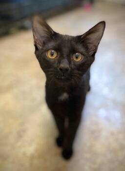 Rootbeer -  Domestic Short Hair Cat for Adoption in Duxbury, Massachusetts - Rootbeer | PetCurious