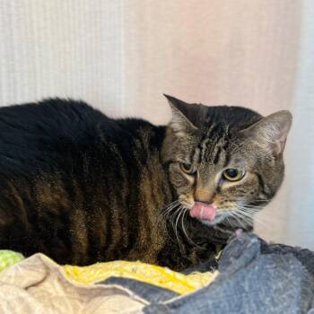 Domestic Short Hair Cats Available for Adoption in Madisonville, Tennessee - Kiana | PetCurious