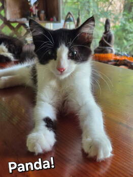 Rescue Domestic Medium Hair Cats for Adoption in Longwood, Florida - Panda | PetCurious
