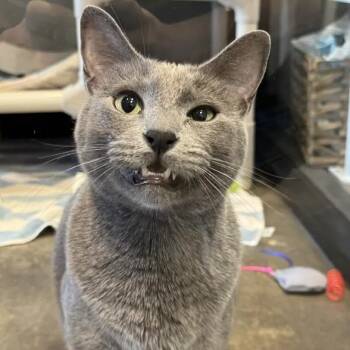 Naptime -  Domestic Short Hair Cat for Adoption in Austin, Texas - Naptime | PetCurious