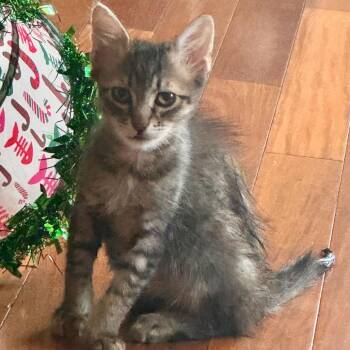 Cheese -  Domestic Short Hair Cat Available for Adoption in Escondido, California - Cheese | PetCurious