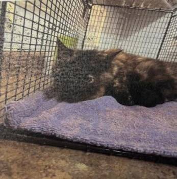 Domestic Short Hair Cats Available for Adoption in Daytona Beach, Florida - Pivot | PetCurious
