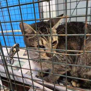Rescue Domestic Short Hair Cats for Adoption in Montgomery, Alabama - Ronda | PetCurious