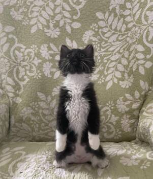 Oreo Cookie -  Domestic Long Hair Cat for Adoption in Wilmington, North Carolina - Oreo Cookie | PetCurious