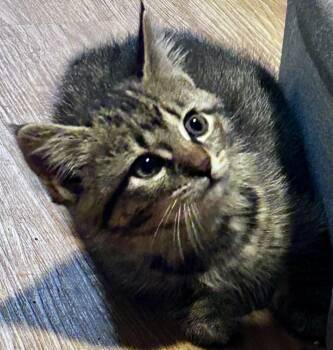 Rescue Domestic Short Hair Cats for Adoption in Port Washington, Wisconsin - Findus | PetCurious