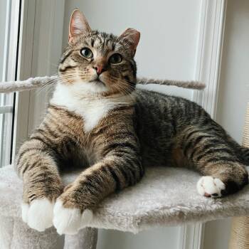 Wilbur -  Domestic Short Hair Cat Available for Adoption in Alexandria, Virginia - Wilbur | PetCurious