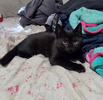 Baby Boo -  Domestic Short Hair Cat for Adoption in North Babylon, New York - Baby Boo | PetCurious