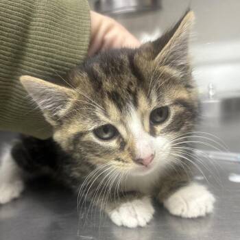 PRINCESS -  Domestic Short Hair Cat for Adoption in Richmond, California - PRINCESS | PetCurious