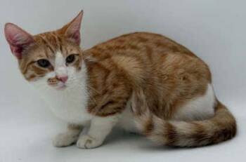 Blaze -  Domestic Short Hair Cat for Adoption in Bowling Green, Kentucky - Blaze | PetCurious