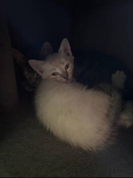Peeta -  Domestic Short Hair Cat for Adoption in Newborn, Georgia - Peeta | PetCurious