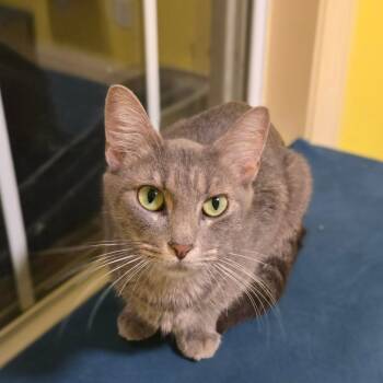 Rescue Domestic Short Hair Cats for Adoption in Brownsboro, Alabama - Stonington Gray | PetCurious