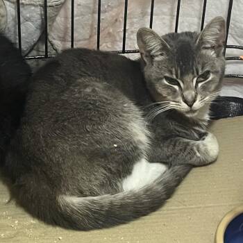 Rescue Domestic Short Hair Cats for Adoption in Hayward, California - Pippa | PetCurious