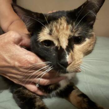 Chloe - Costa Mesa Location -  Domestic Short Hair Cat for Adoption in Chino Hills, California - Chloe - Costa Mesa Location | PetCurious