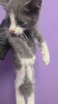 61188578 -  Domestic Medium Hair Cat for Adoption in El Paso, Texas - 61188578 | PetCurious
