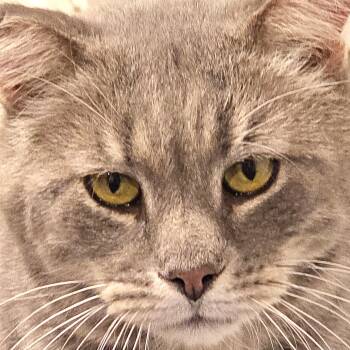 Domestic Short Hair Cats Available for Adoption - CHARLIE | PetCurious