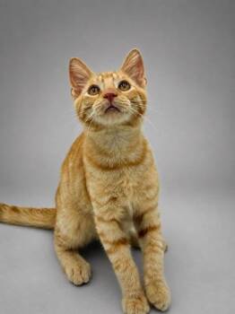 Wyoming -  Domestic Short Hair Cat for Adoption in Bowling Green, Kentucky - Wyoming | PetCurious