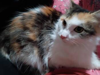 Rescue Domestic Medium Hair Cats for Adoption in Philadelphia, Pennsylvania - Spring Bean | PetCurious