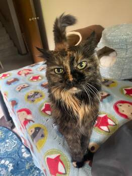 Tasha -  Domestic Long Hair Cat for Adoption in Minneapolis, Minnesota - Tasha | PetCurious